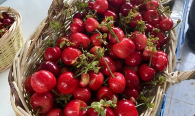 Türkiye'nin kiraz ihracatındaki hedefi yükseliyor