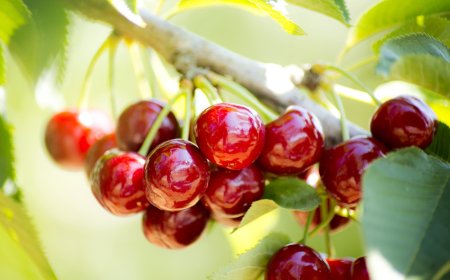 Don Kirazı Vurdu, İhracat Yerle Bir Oldu