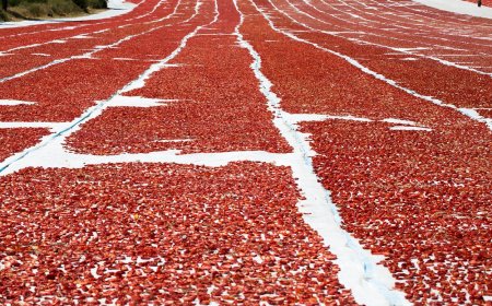 Kuru Domates İhracatı 100 Milyon Doları Aştı: Türkiye Dünya İkincisi Oldu