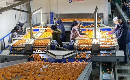 Mandalina ihracatı 615 milyon dolarla rekor kırdı