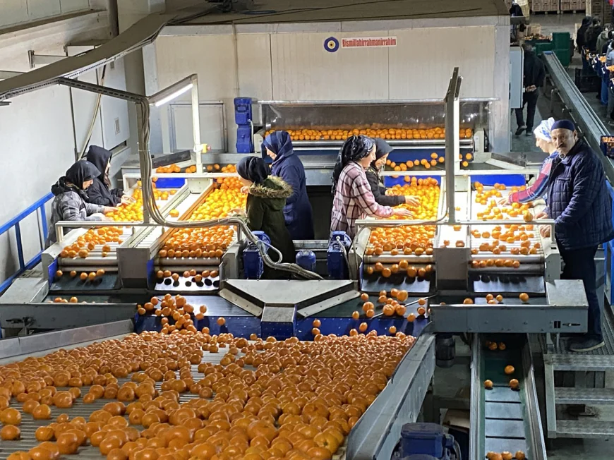 Mandalina ihracatı 615 milyon dolarla rekor kırdı